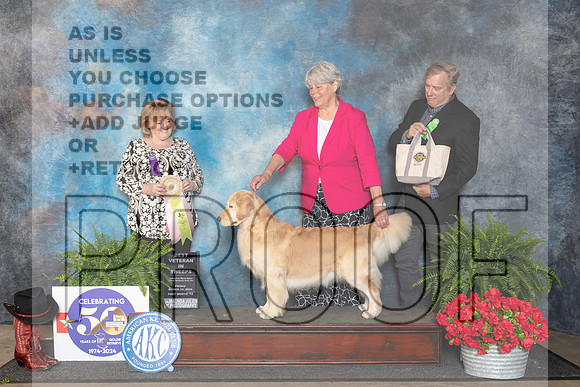 Golden Retriever #40 Fri BVet Judge Lynne Briggs__JP_1785_FWKC_2024_HR3