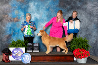 Golden Retriever #41 Fri BVet Judge Nancy Tolbott