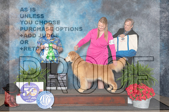 Golden Retriever #41 Fri BVet Judge Nancy Tolbott__JP_1685_FWKC_2024_HR3
