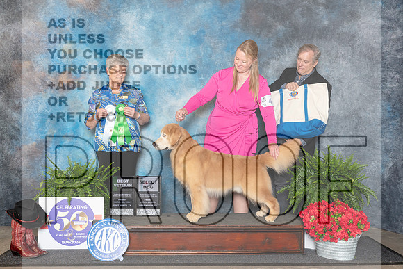 Golden Retriever #41 Fri BVet Judge Nancy Tolbott__JP_1686_FWKC_2024_HR3
