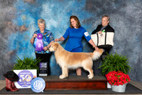 Golden Retriever #43 Fri WD Judge Nancy Tolbott