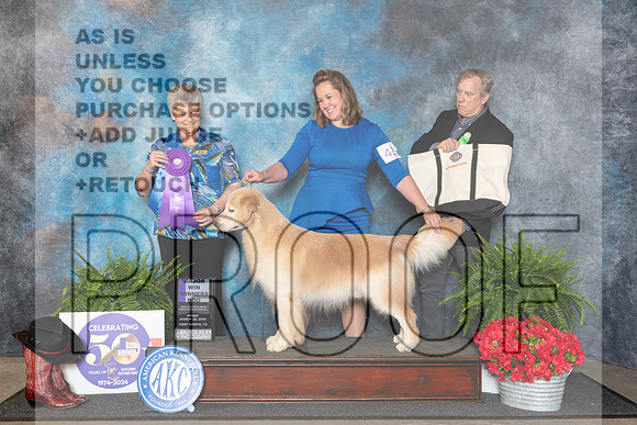Golden Retriever #43 Fri WD Judge Nancy Tolbott__JP_1662_FWKC_2024_HR3
