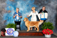 Golden Retriever #48 Fri SB Judge Nancy Tolbott