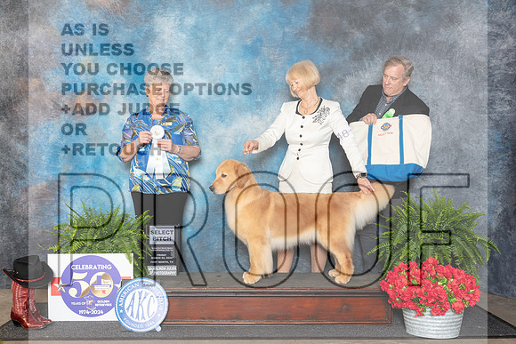Golden Retriever #48 Fri SB Judge Nancy Tolbott__JP_1710_FWKC_2024_HR3