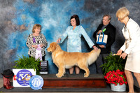 Golden Retriever #49 BOSSweeps Judge Lynne Briggs