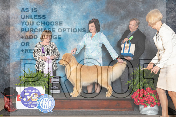 Golden Retriever #49 BOSSweeps Judge Lynne Briggs__JP_1770_FWKC_2024_HR3