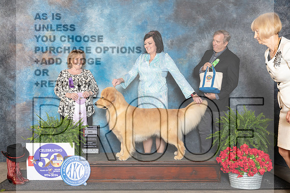 Golden Retriever #49 BOSSweeps Judge Lynne Briggs__JP_1771_FWKC_2024_HR3