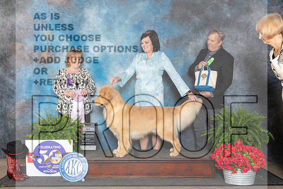 Golden Retriever #49 BOSSweeps Judge Lynne Briggs__JP_1773_FWKC_2024_HR3