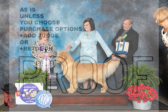 Golden Retriever #49 BOSSweeps Judge Lynne Briggs__JP_1774_FWKC_2024_HR3