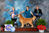 Golden Retriever #49 Fri BISS Judge Nancy Tolbott