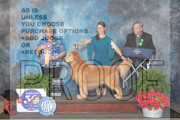 Golden Retriever #49 Fri BISS Judge Nancy Tolbott__JP_1738_FWKC_2024_HR3