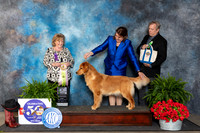 Golden Retriever #52 Fri BISSweeps Judge Lynne Briggs