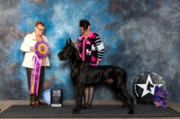 Great Dane #25 Fri BISS Judge Fay Rogstad