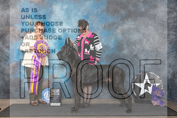 Great Dane #25 Fri BISS Judge Fay Rogstad__JP_1819_FWKC_2024_HR3