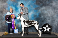 Great Dane #12 Fri BISS Judge Mary Lee Williams