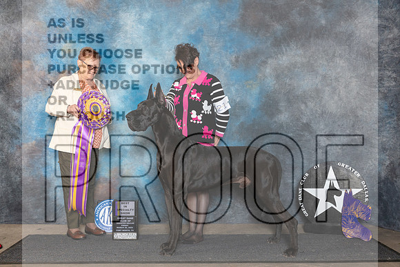 Great Dane #25 Fri BISS Judge Fay Rogstad__JP_1821_FWKC_2024_HR3