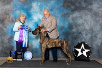 Great Dane #40 Fri BOW Judge Mary Lee Williams