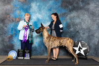 Great Dane #5 Fri WDAOM Judge Mary Lee Williams