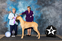 Great Dane #7 RWD Judge Mary Lee Williams
