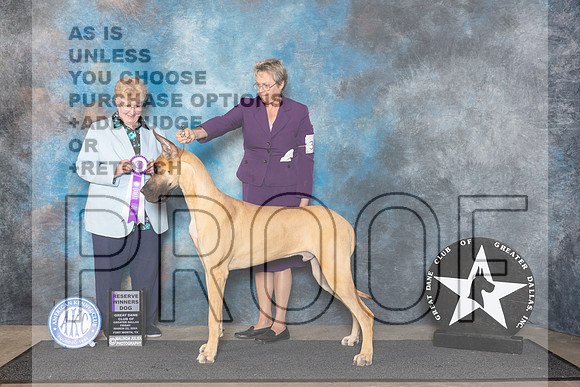 Great Dane #7 RWD Judge Mary Lee Williams__JP_1697_FWKC_2024_HR3