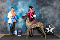 Great Dane #? Fri BOW Judge Fay Rogstad