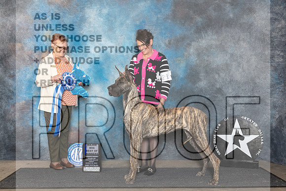 Great Danne #? Fri BOW Judge Fay Rogstad__JP_1812_FWKC_2024_HR3
