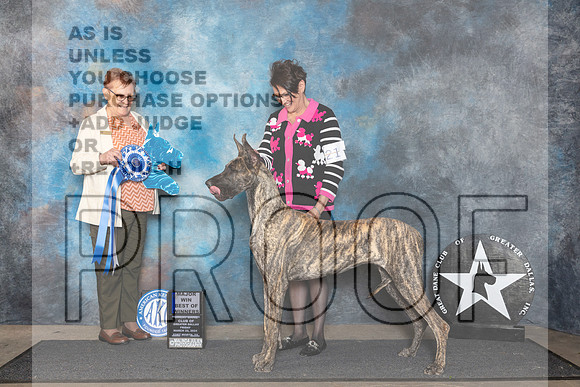 Great Danne #? Fri BOW Judge Fay Rogstad__JP_1813_FWKC_2024_HR3