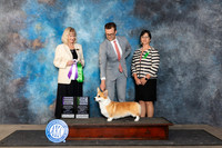 Pembroke Welsh Corgi #10 RWBBBE Judge Patricia Seifert