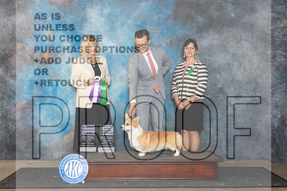 Pembroke Welsh Corgi #10 RWBBBE Judge Patricia Seifert__JP_1893_FWKC_2024_HR3