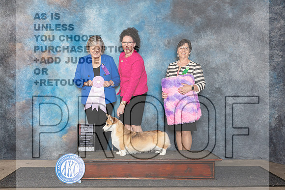 Pembroke Welsh Corgi #22 Fri 4to6 BOS Judge Tammy Floyd__JP_1831_FWKC_2024_HR3