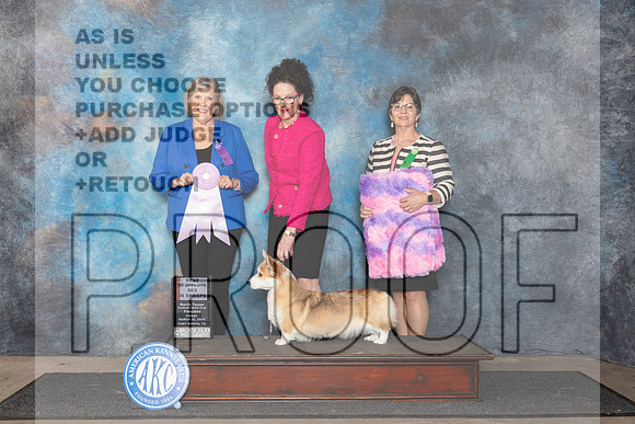 Pembroke Welsh Corgi #22 Fri 4to6 BOS Judge Tammy Floyd__JP_1834_FWKC_2024_HR3