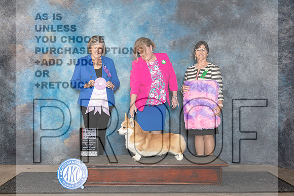 Pembroke Welsh Corgi #37 Fri BOSSweeps Judge Tammy Floyd__JP_1841_FWKC_2024_HR3