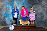 Pembroke Welsh Corgi #37 Fri BOSSweeps Judge Tammy Floyd
