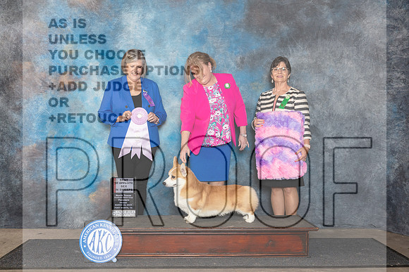 Pembroke Welsh Corgi #37 Fri BOSSweeps Judge Tammy Floyd__JP_1840_FWKC_2024_HR3