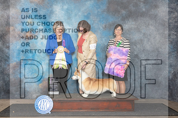 Pembroke Welsh Corgi #39 Fri BISSweeps Judge Tammy Floyd__JP_1827_FWKC_2024_HR3