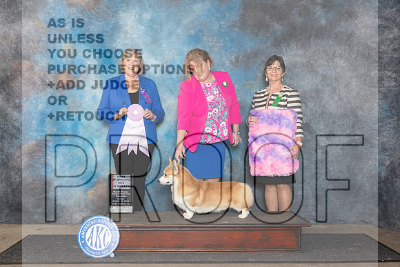 Pembroke Welsh Corgi #37 Fri BOSSweeps Judge Tammy Floyd__JP_1845_FWKC_2024_HR3
