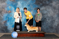 Pembroke Welsh Corgi #40 Fri SB Judge Patricia Seifert