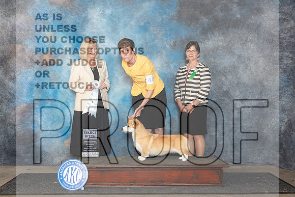 Pembroke Welsh Corgi #40 Fri SB Judge Patricia Seifert__JP_1873_FWKC_2024_HR3