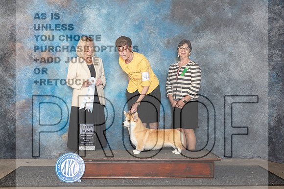 Pembroke Welsh Corgi #40 Fri SB Judge Patricia Seifert__JP_1874_FWKC_2024_HR3