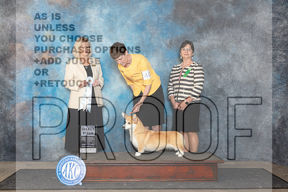 Pembroke Welsh Corgi #40 Fri SB Judge Patricia Seifert__JP_1875_FWKC_2024_HR3