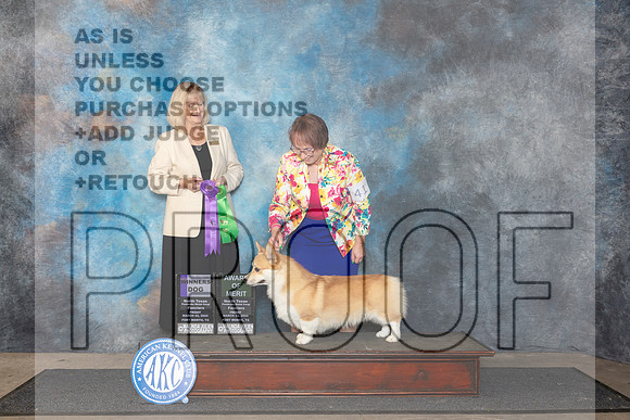 Pembroke Welsh Corgi #41 Fri WD Judge Patricia Seifert__JP_1807_FWKC_2024_HR3