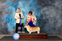 Pembroke Welsh Corgi #41 Fri WD Judge Patricia Seifert