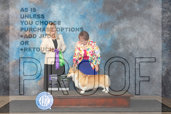 Pembroke Welsh Corgi #41 Fri WD Judge Patricia Seifert__JP_1809_FWKC_2024_HR3