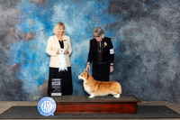 Pembroke Welsh Corgi #47 Fri SD Judge Patricia Seifert