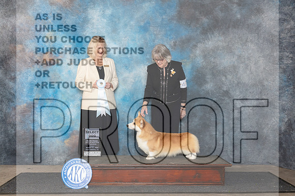 Pembroke Welsh Corgi #47 Fri SD Judge Patricia Seifert__JP_1799_FWKC_2024_HR3