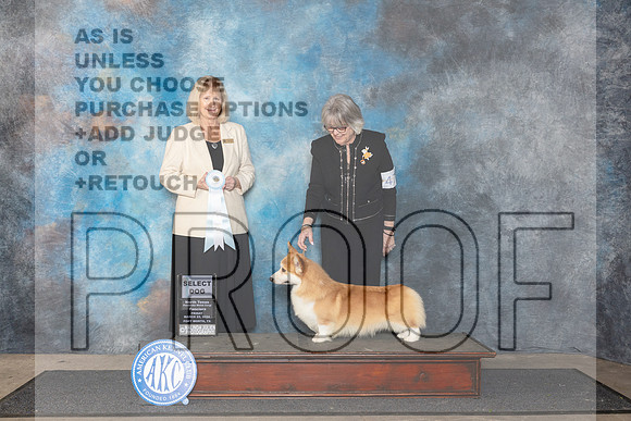 Pembroke Welsh Corgi #47 Fri SD Judge Patricia Seifert__JP_1801_FWKC_2024_HR3
