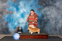 Pembroke Welsh Corgi #5 Fri B4to6 Judge Patricia Seifert
