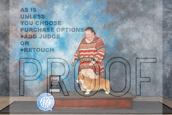 Pembroke Welsh Corgi #5 Fri B4to6 Judge Patricia Seifert__JP_1246_FWKC_2024_HR3
