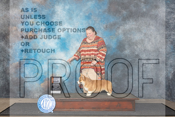 Pembroke Welsh Corgi #5 Fri B4to6 Judge Patricia Seifert__JP_1247_FWKC_2024_HR3