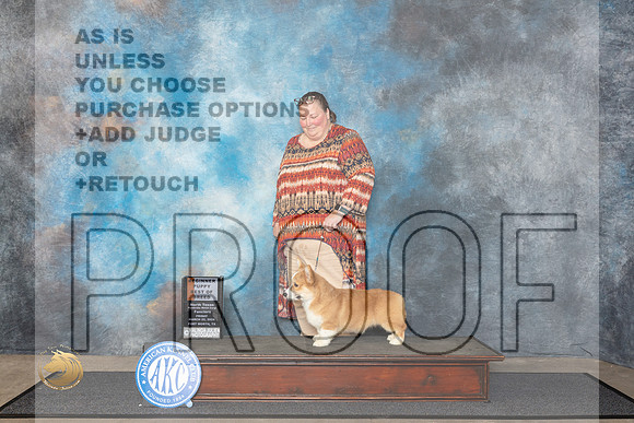 Pembroke Welsh Corgi #5 Fri B4to6 Judge Patricia Seifert__JP_1250_FWKC_2024_HR3